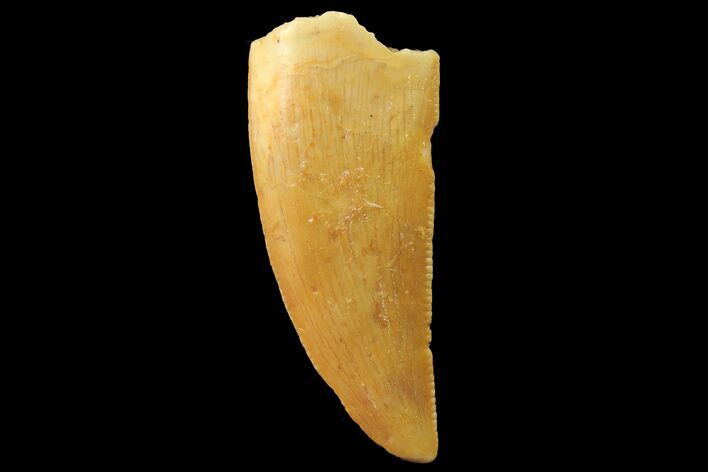 Serrated, Raptor Tooth - Real Dinosaur Tooth #179534